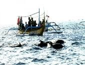 Bali Dolphin Lovina Tour