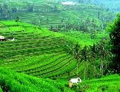Exotic Jatiluwih and Bedugul Tours