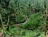 Tegalalang Rice Terrace