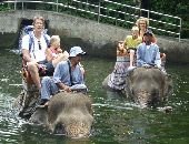 Elephant Ride