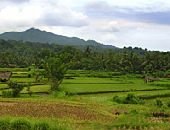 Ricefield