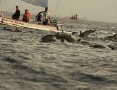 Dolphin Tour